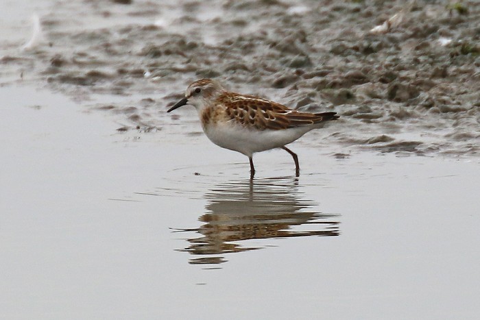 Little Stint