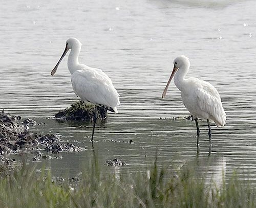 Spoonbill