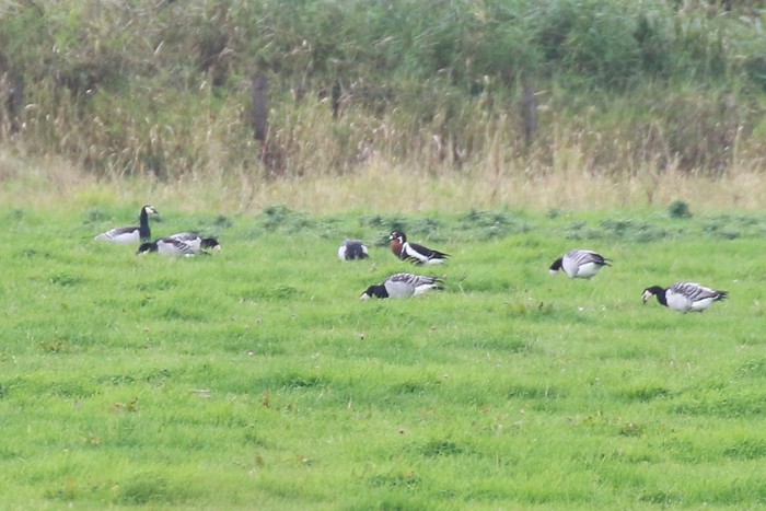 Red-breasted Goose