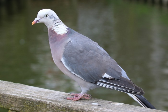 Woodpigeon