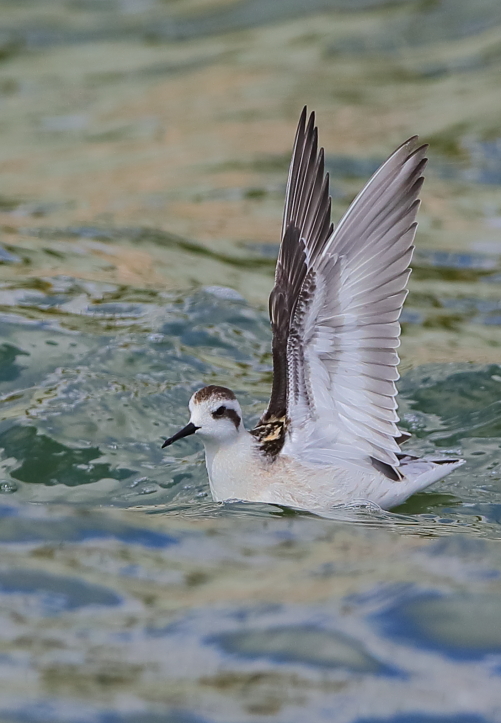 Red-necked Phalarope