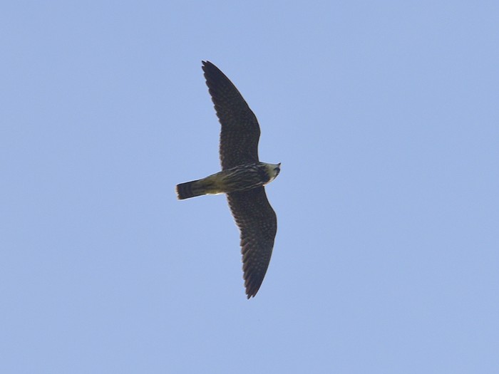 Hobby