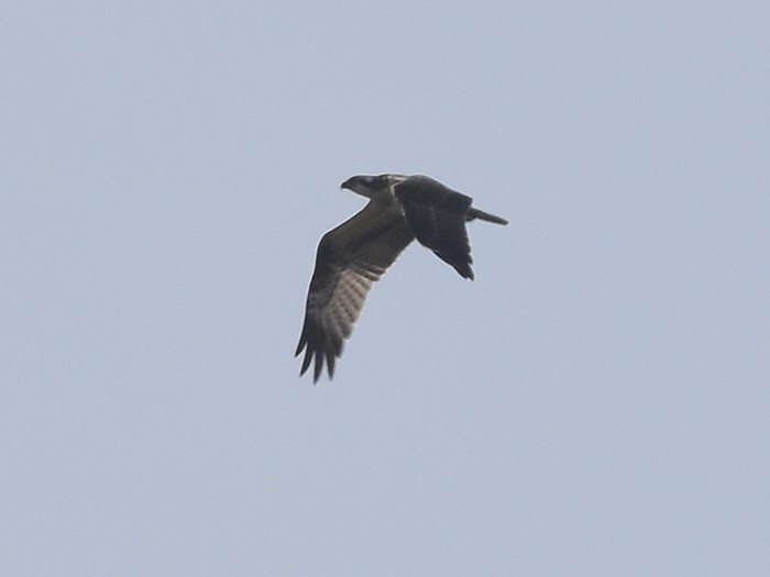 Osprey