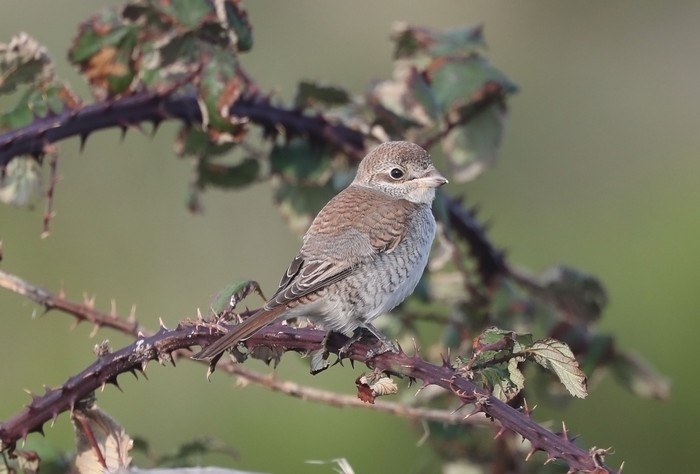 Red-backed Shrike
