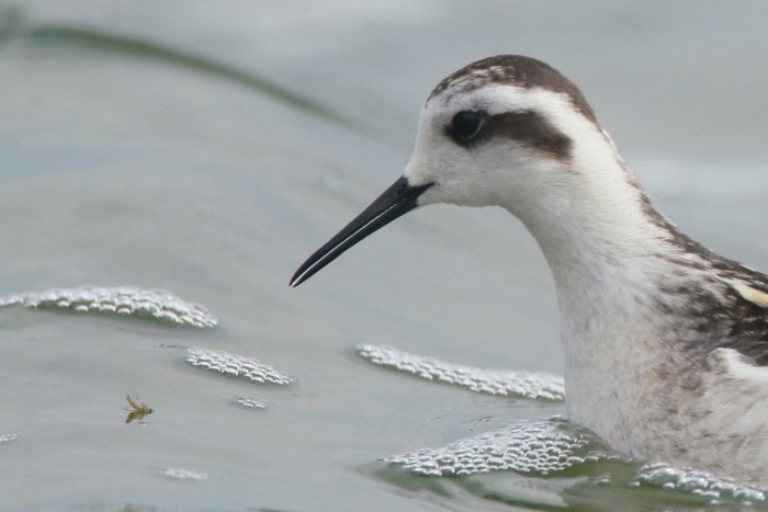 Red-necked Phalarope