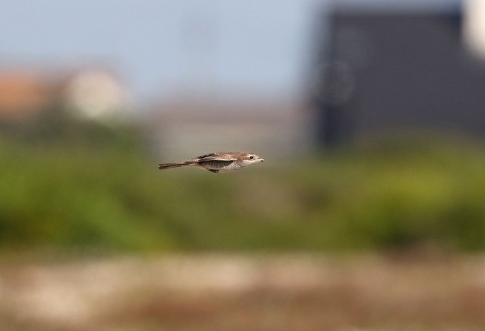Red-backed Shrike
