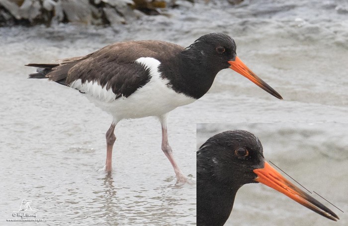 Siberian Oystercatcher