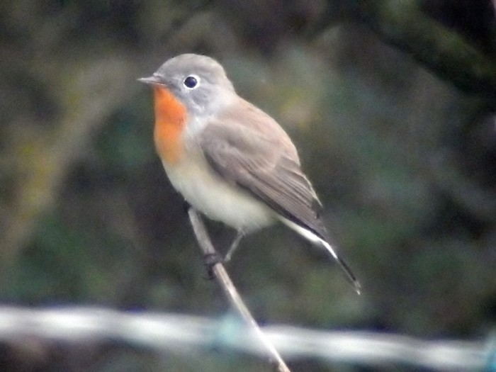 Red-breasted Flycatcher