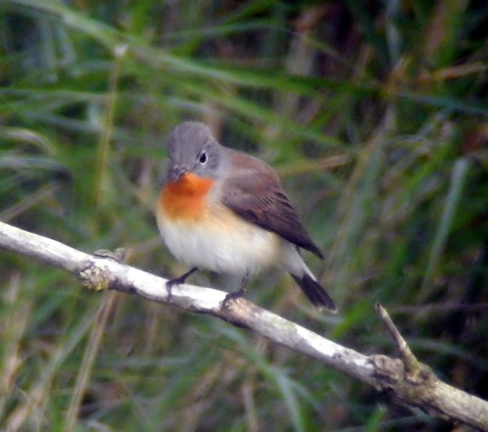 Red-breasted Flycatcher