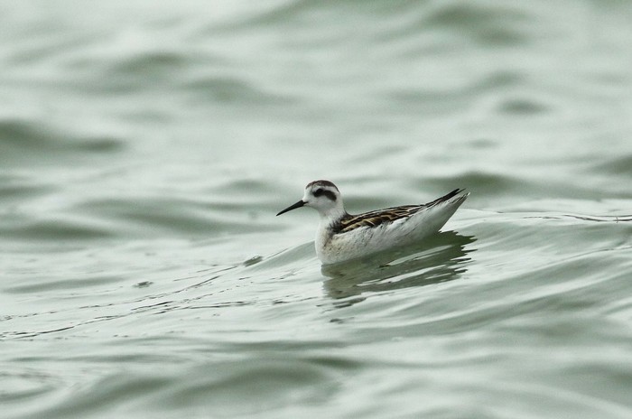 Red-necked Phalarope