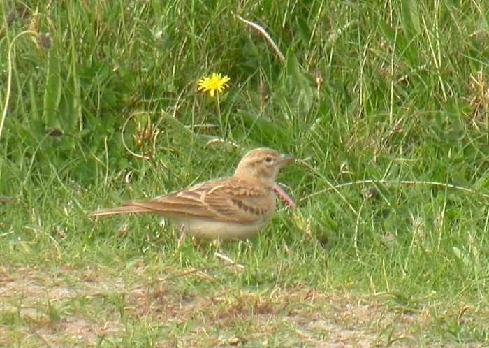Short-toed Lark