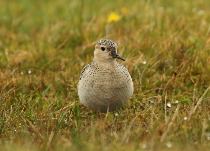 Buff-breasted Sandpiper