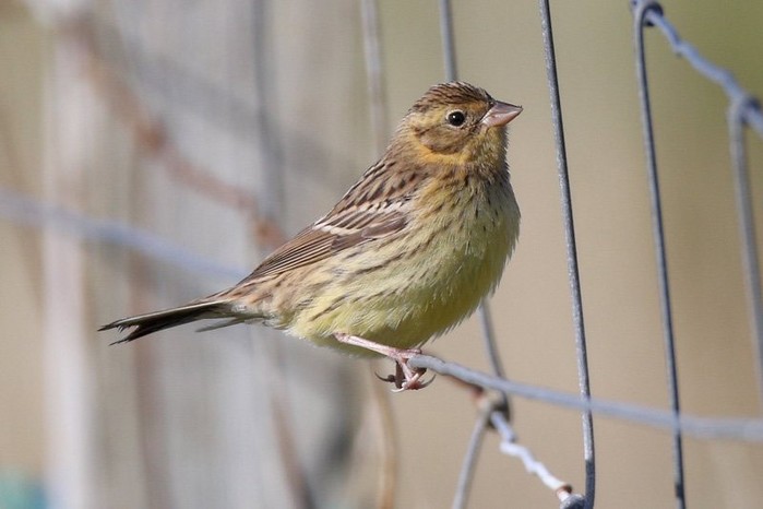 Yellow-breasted Bunting