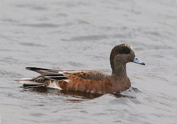 American Wigeon