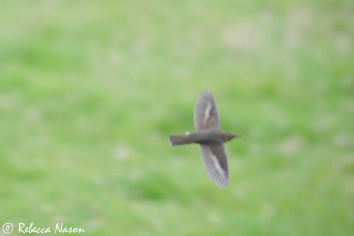Siberian Thrush