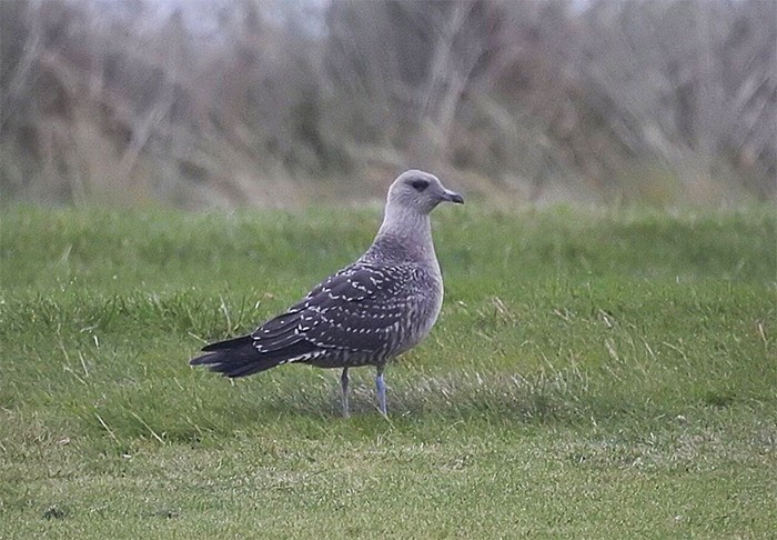 Long-tailed Skua