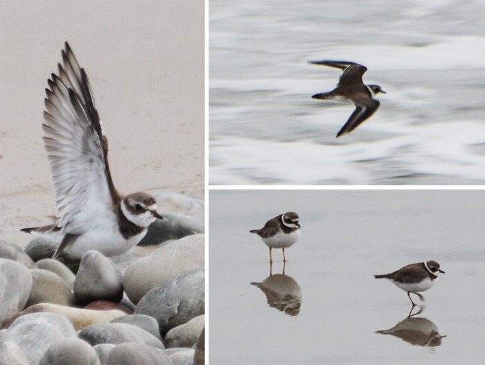 Semipalmated Plover