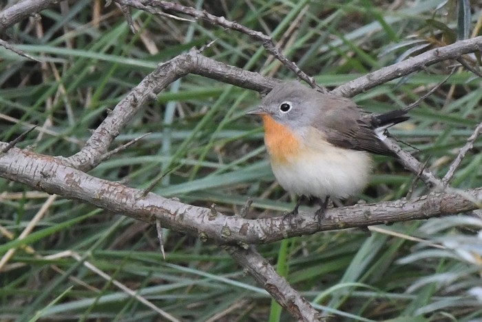 Red-breasted Flycatcher
