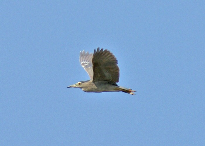 Night Heron