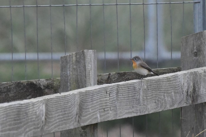 Red-breasted Flycatcher
