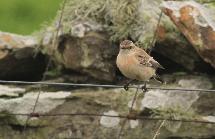 Siberian Stonechat