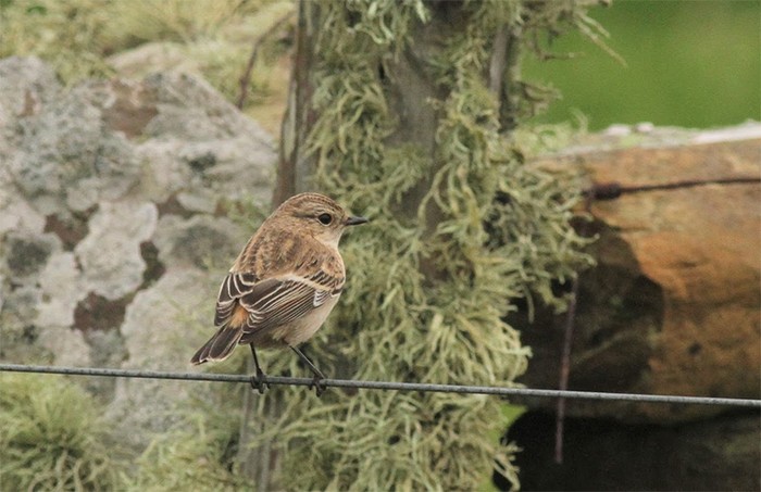 Siberian Stonechat