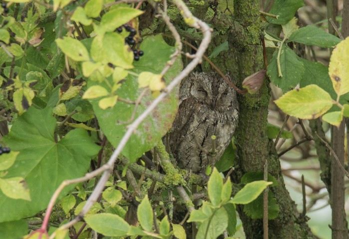 Scops Owl