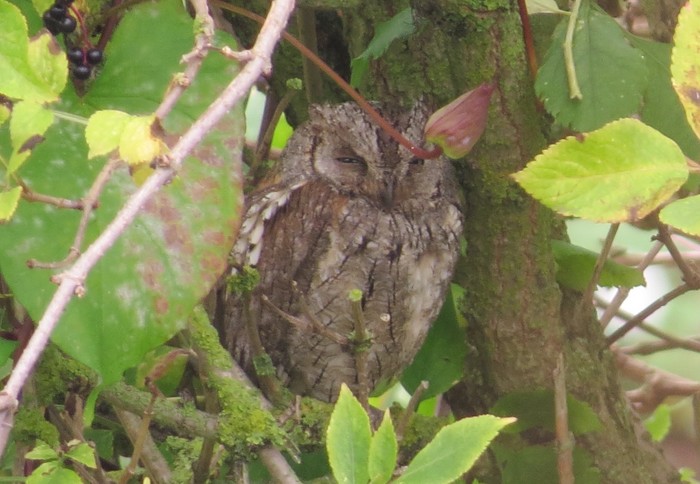 Scops Owl