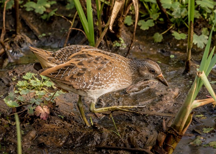 Spotted Crake