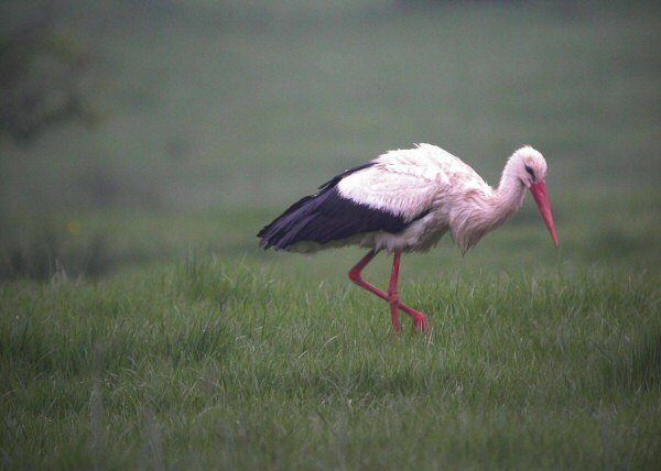 White Stork
