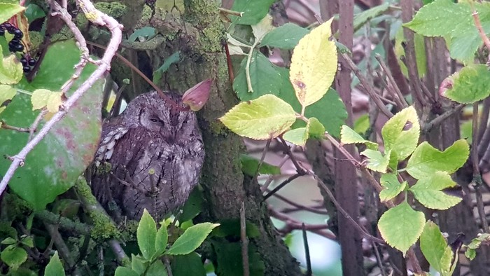 Scops Owl