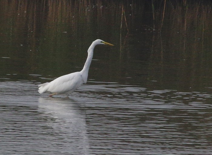 Great White Egret