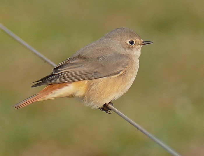 Redstart