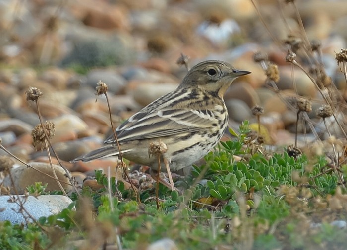 Red-throated Pipit