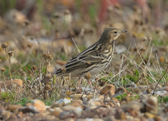 Red-throated Pipit
