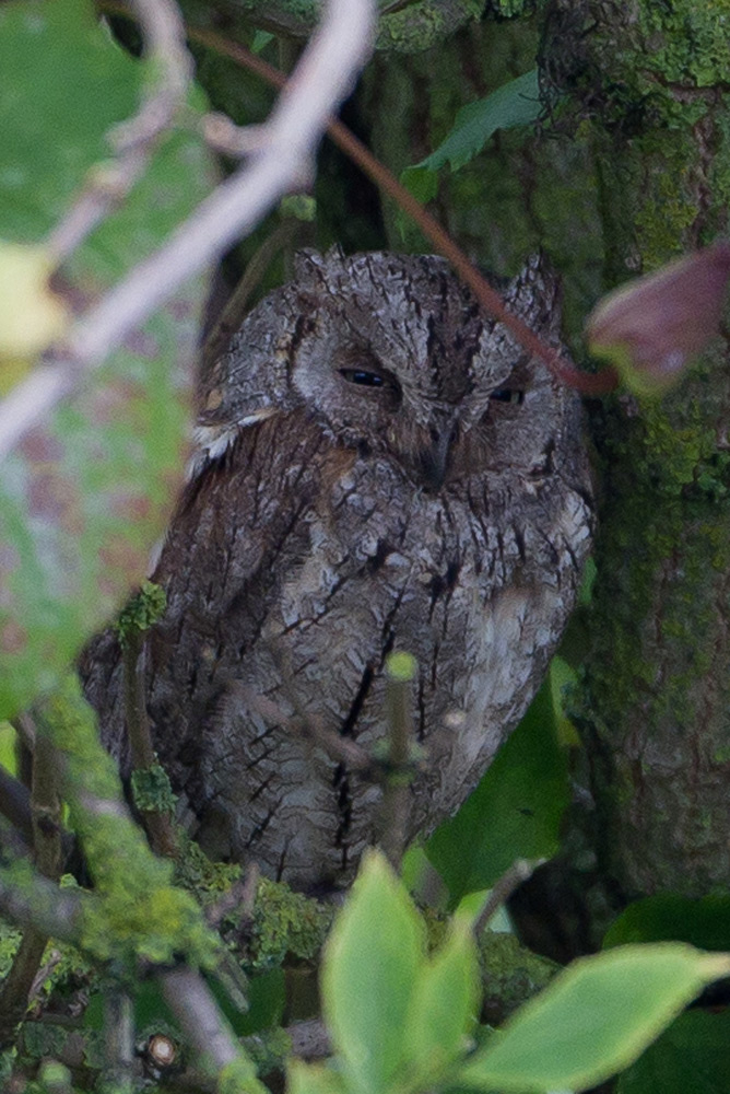 Scops Owl