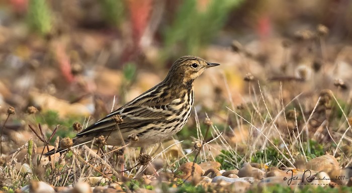 Red-throated Pipit