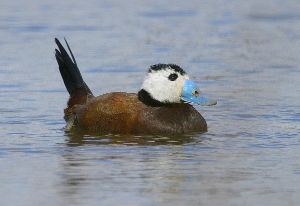 White-headed Duck