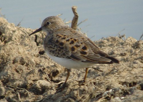 Temminck's Stint