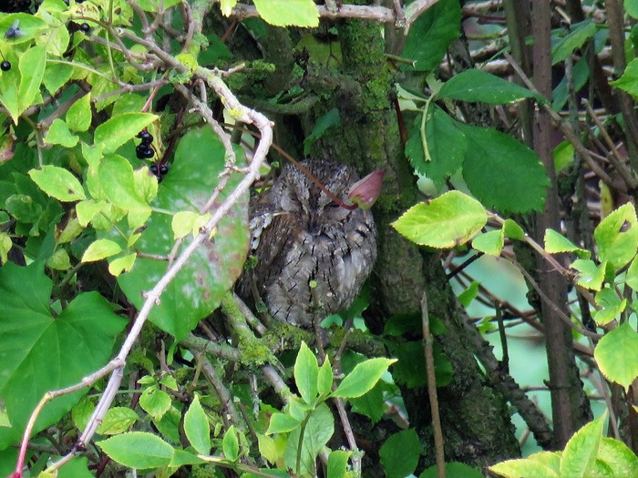 Scops Owl