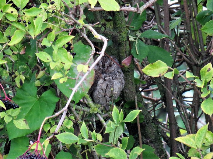 Scops Owl