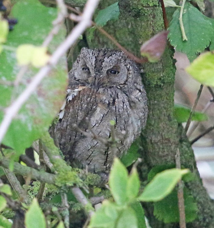 Scops Owl