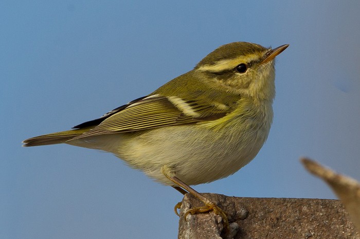 Yellow-browed Warbler