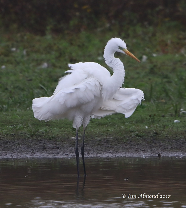 Great White Egret
