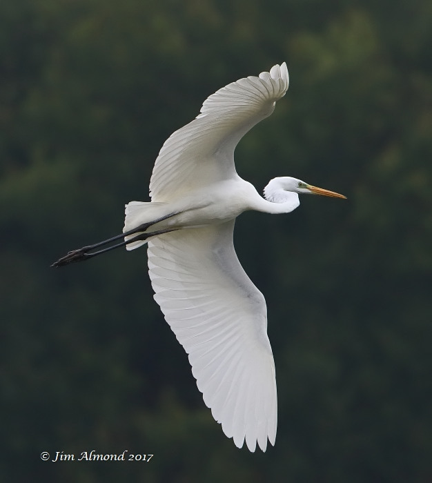 Great White Egret