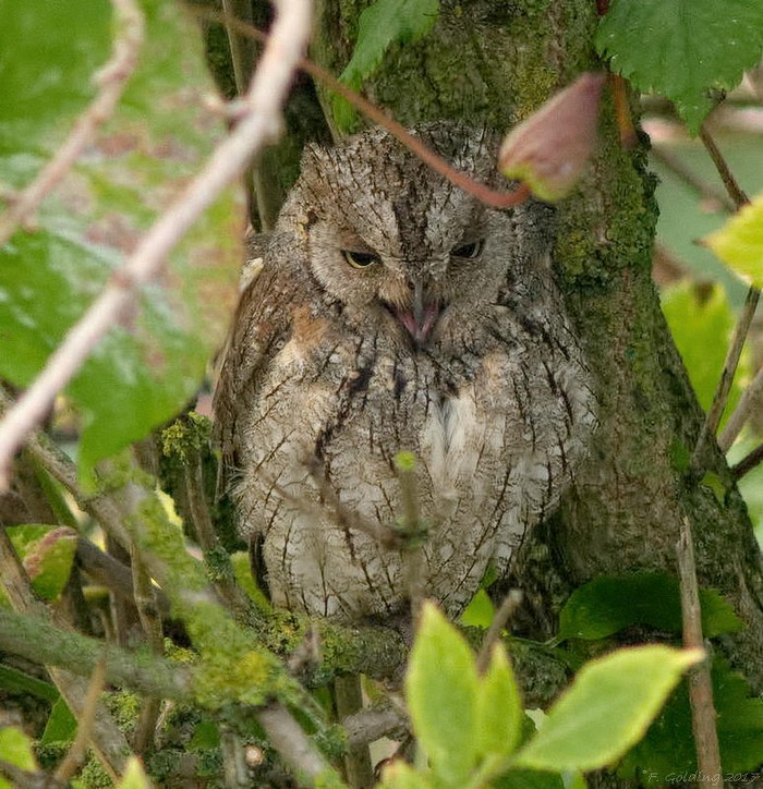 Scops Owl