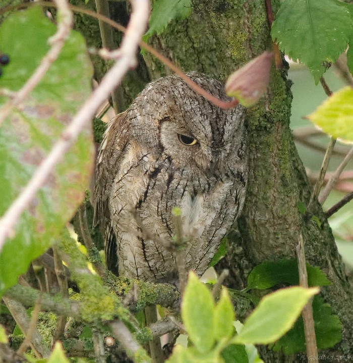 Scops Owl