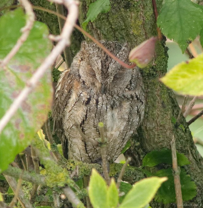 Scops Owl