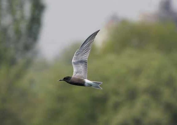 Black Tern