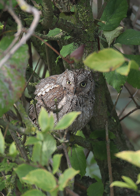 Scops Owl